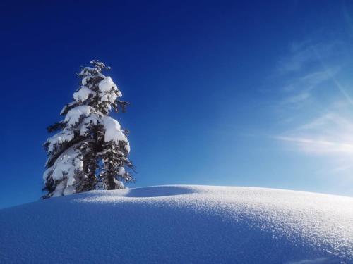 a snow covered tree on top of a snow covered slope at Relax & Vitalhotel Adler in Schruns-Tschagguns