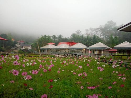 a field of pink flowers in front of buildings at Jeerang Countryside Resort in Mae Hong Son