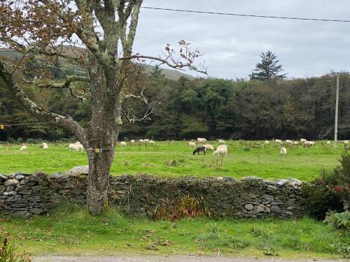 Fotografie z fotogalerie ubytování Seaside Cottage v destinaci Valentia Island