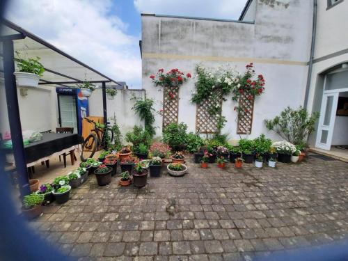 a bunch of potted plants on a patio at Wohnen beim Uswatta Liyanage in Troisdorf