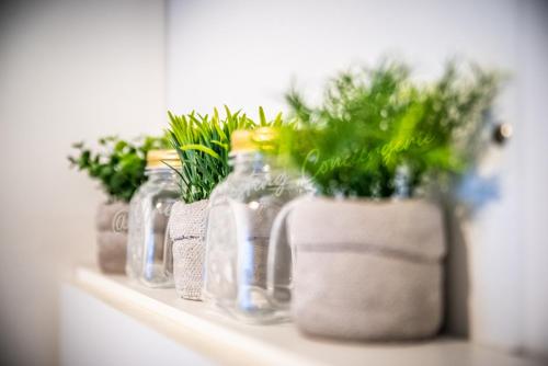 four glass bottles with plants in them on a shelf at Le Samélie, Superbe appartement Bray-Dunes avec stationnement privatif in Bray-Dunes