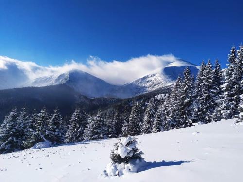 a snow covered mountain with a tree in the foreground at Кришталеві вершини in Vorokhta