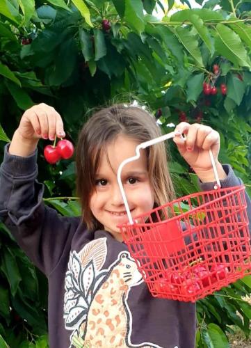 a little girl holding up a basket with fruit at צימרים בגולן דובדבן בחרמון in Mas'ade