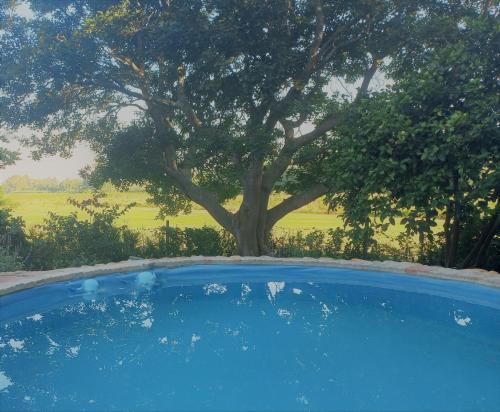 a large blue pool with a tree in the background at La Rochelle in Wellington