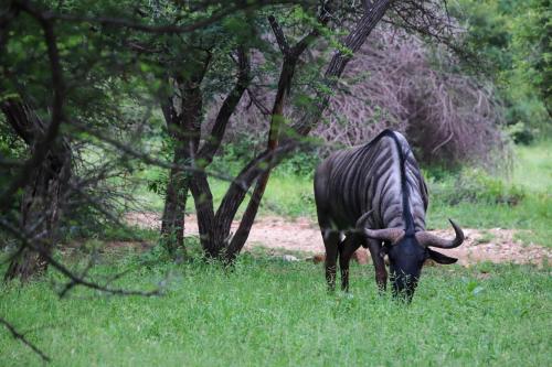 a zebra grazing in the grass in a field at Umkhaya in Marloth Park