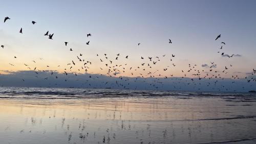 a flock of birds flying over the beach at Acre sea view 11th floor apartment in ‘Akko
