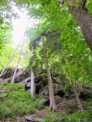 a group of trees on the side of a hill at Chez petit Gust Welkom in La Roche en ardenne in La Roche-en-Ardenne