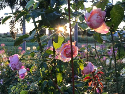 Ein Garten an der Unterkunft Pang Chompu