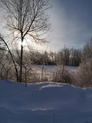 a snow covered field with a tree with the sun behind it at Serene Westside Tiny Cabin in Clinton