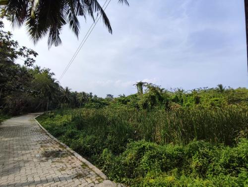 a dirt road next to a field of tall grass at Schatzi's Hideaway in Tangalle