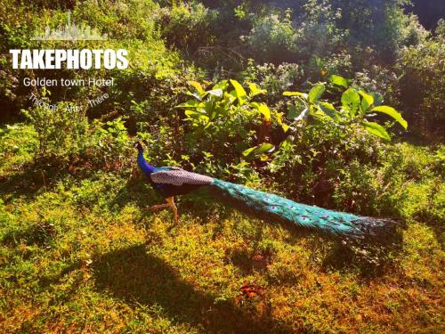 a peacock with a blue tail standing in the grass at Golden Town Hotel in Tangalle