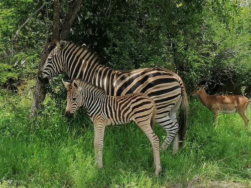 a zebra and a baby zebra standing in the grass at Amukela Kaya in Hoedspruit