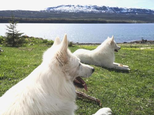 two white dogs laying in the grass near a body of water at Aline's Stue, B&B Utskarpen in Fuglstad