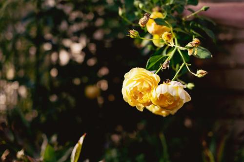 a bunch of yellow flowers on a plant at GAJRAJ in Wünschelburg