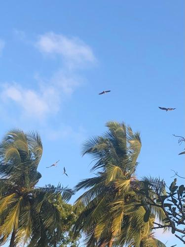 a group of palm trees and birds in the sky at Moon Isle Beach Bungalow in Nilaveli