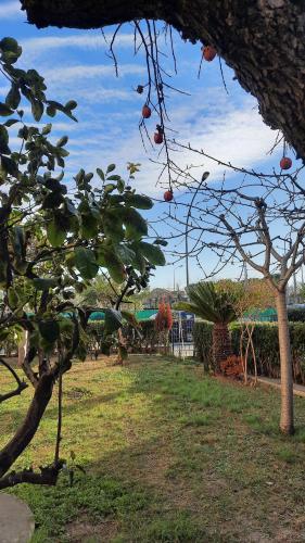 un árbol con fruta en un parque en Casa di Checco, en San Benedetto del Tronto