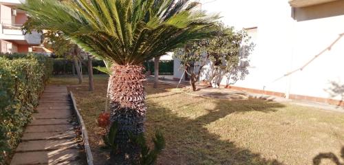 een palmboom in een tuin naast een gebouw bij Casa di Checco in San Benedetto del Tronto