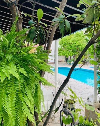 a garden with a pool and some green plants at La Casita Inn Bustamante in Bustamante