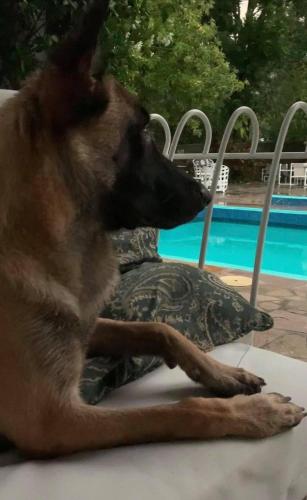 a dog laying on a bed next to a pillow at La Casita Inn Bustamante in Bustamante