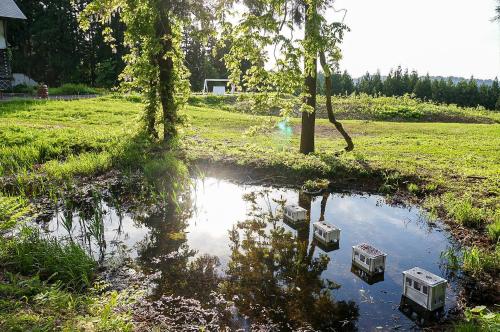 two monitors in a pond in a field at kamosu mori in Tokamachi