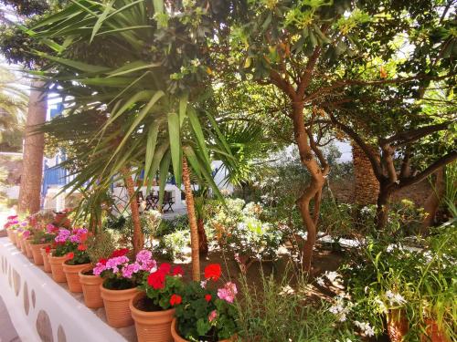 a row of pots filled with flowers and trees at Matina Hotel in Mikonos