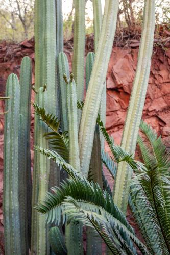 a group of green cacti in front of a wall at Lejwe La Metsi Private Reserve in Bela-Bela