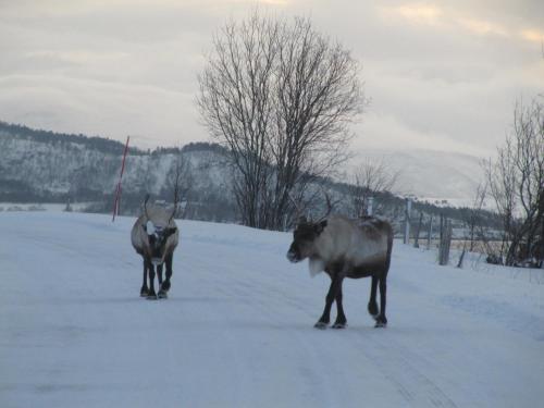 two animals standing on a snow covered road at Malangen Lodge in Mestervik
