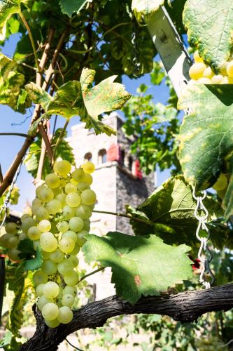 a bunch of white grapes hanging from a tree at Castel de Daval in Sierre
