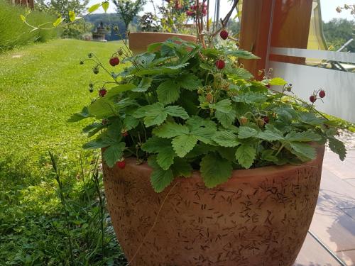 a plant in a pot sitting on a porch at B&B Villa Angelina in Rogaška Slatina