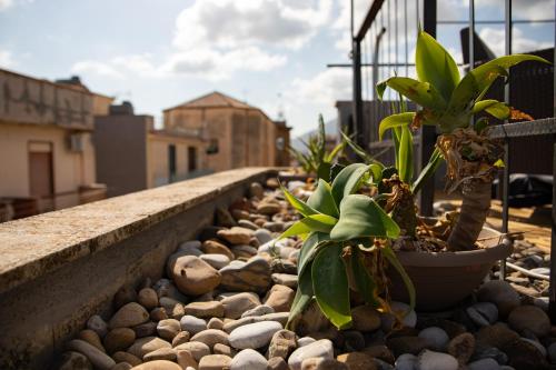 Un mucchio di piante su un muro con delle rocce di alfaapartment & beautiful 20-metre terrace a Casteldaccia