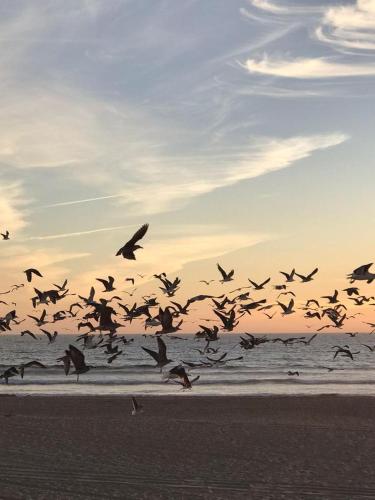 a flock of birds flying over the beach at T2 com uma vista deslumbrante sobre o Atlântico! in Costa da Caparica