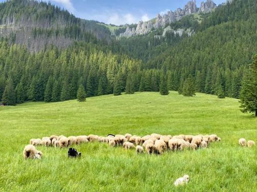 a herd of sheep grazing in a grassy field at No 7 Apartament Spa z sauna i jacuzzi in Nowy Targ