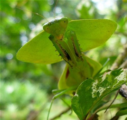 a green mantis sitting on top of a green leaf at Los Mineros Guesthouse in Dos Brazos