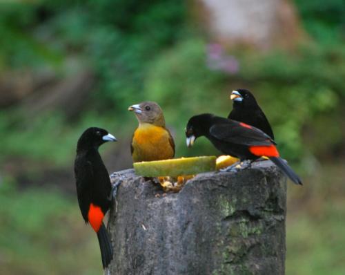a group of birds sitting on top of a bird feeder at Los Mineros Guesthouse in Dos Brazos