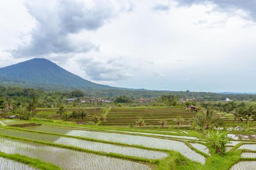 a large rice field with a mountain in the background at Bhuana Agung Villa and Restaurant in Jatiluwih