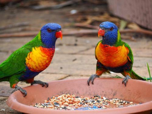 two colorful birds standing on a plate of food at Springbrook Mountain Chalets in Springbrook
