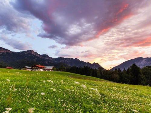 un champ d'herbe verte avec une maison en arrière-plan dans l'établissement Gästehaus Marchler, à Bischofswiesen