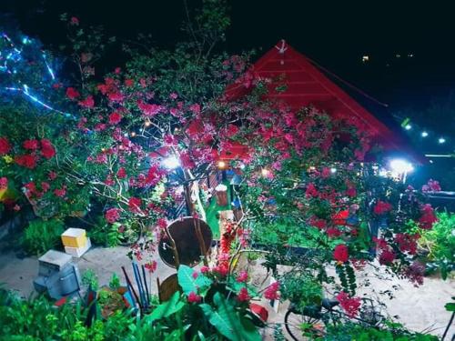 a bunch of flowers in a garden at night at Sa Mộc House Tam Đảo - Venuestay in Vĩnh Phúc