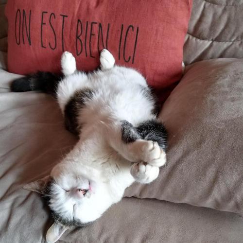 a black and white cat laying on its back on a pillow at Rêve de Causse in Saint-Michel