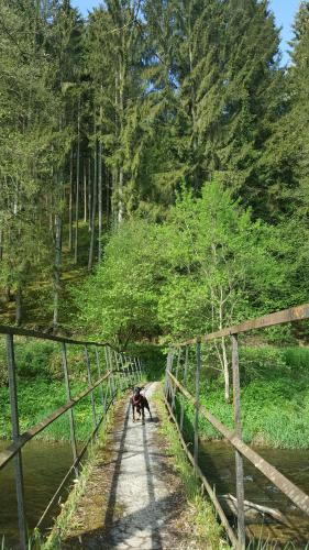 a dog sitting on a bridge over a river at die alte schule-studio in Alfersteg