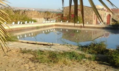 a pool of water with white birds sitting in it at Elysium resort in Bawiti in Bawiti