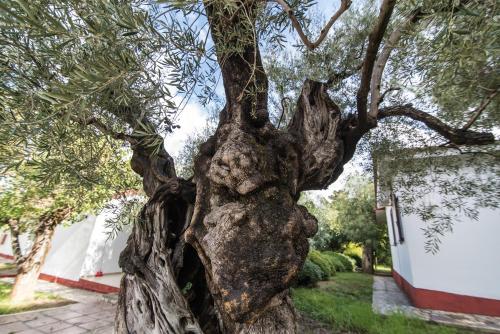 a close up of the trunk of a olive tree at Alykes Park Bungalows in Alykes