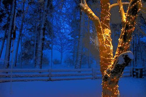 a christmas lighted tree in a park at night at Pilava in Roja