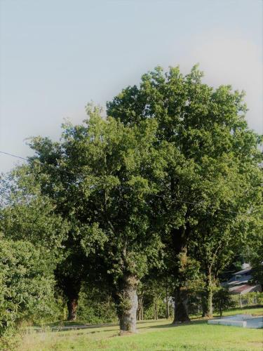 two trees in a field with a mountain in the background at Jolie longère près Canal Nantes-Brest ' Pétanque in Guenrouet