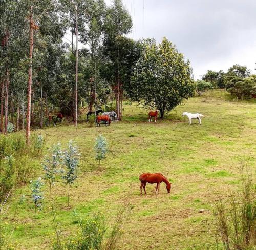a group of horses grazing in a field at AIKA Reserva Glamping Tabio in Tabio