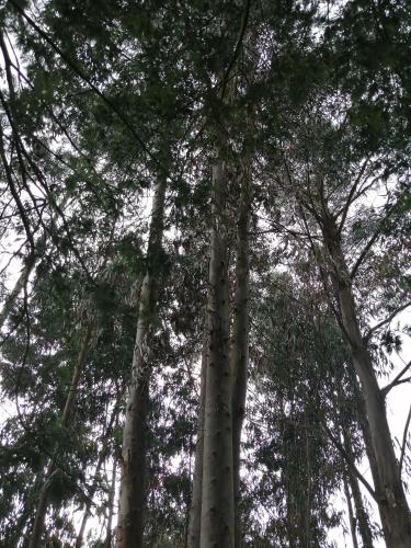 a group of tall trees looking up into the sky at AIKA Reserva Glamping Tabio in Tabio