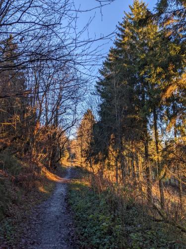 a dirt road in a wooded area with trees at Zentrale und gemütliche Ferienwohnung in Winterberg nah an der Natur in Winterberg