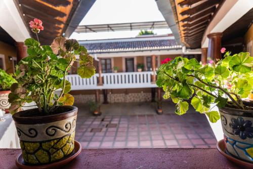 two plants in vases sitting on a table at Casa Graciela Hotel Pátzcuaro in Pátzcuaro