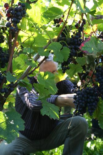 a person is picking grapes from a tree at Hotel Filla Andre in Ernst
