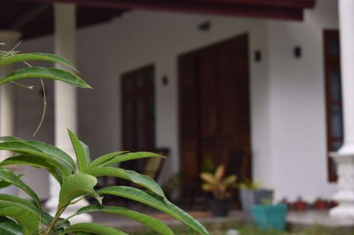 a green plant in front of a house at Ceylan Star Guest Inn in Wellawaya